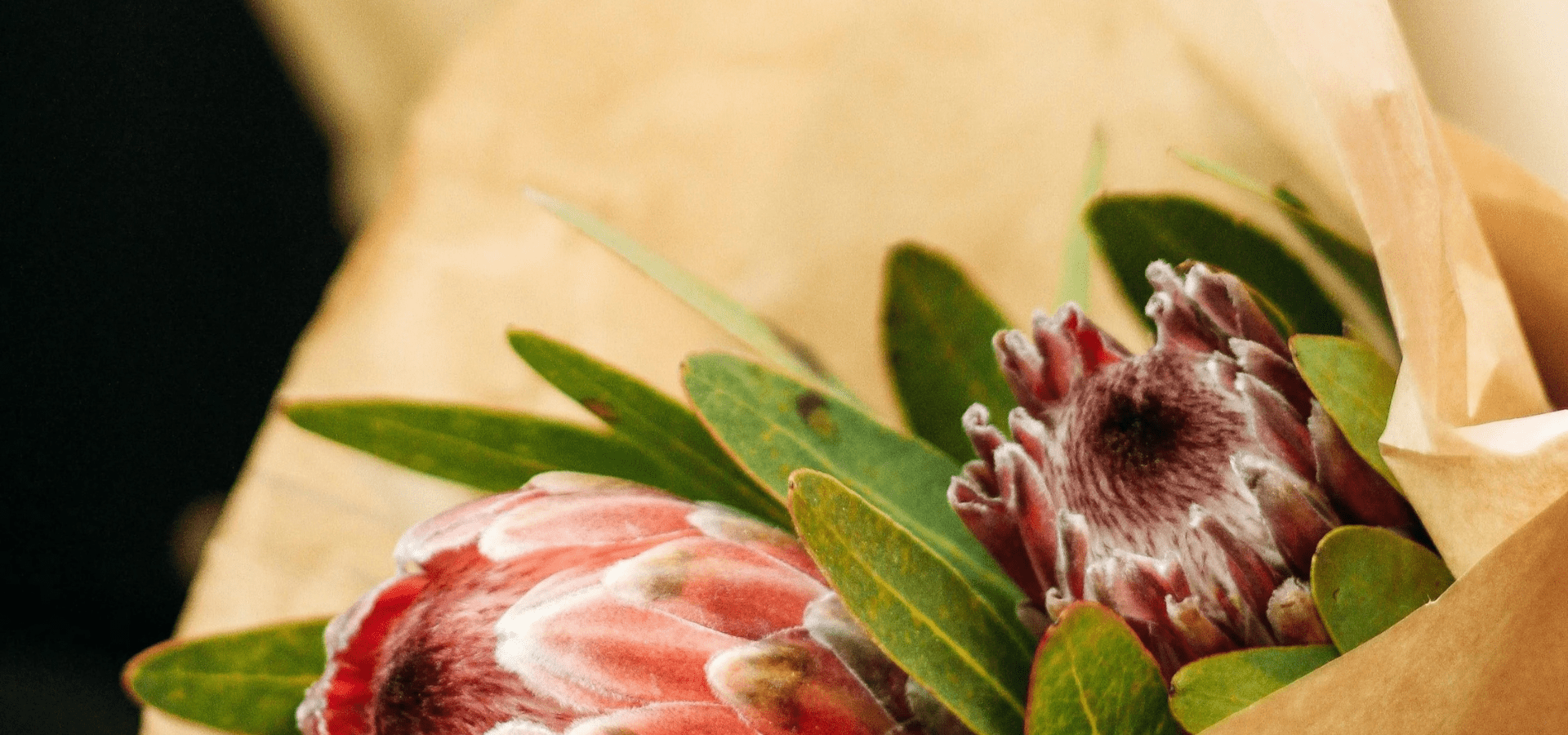 Close up of two pink and red protea flowers wrapped in brown paper